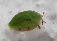 Cassida viridis 2