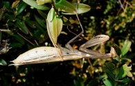 Mantis religiosa color crema -hembra-