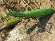 Mantis religiosa color verde -hembra-