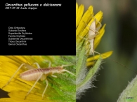 Oecanthus pellucens o dulcisonans