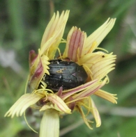 Oxythyrea funesta (Poda, 1761), Escarabajo del sudario