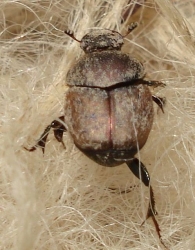 Onthophagus coenobita -macho- 2