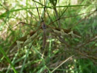 Tipula maxima