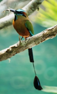 Aves y otros de la península del Yucatán, México