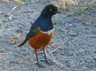 aves de Etiopia 5