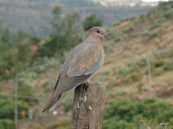 Etiopia aves 2 7