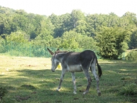 Equus asinus L., Asno. Burros en Urbasa 6