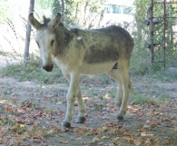 Equus asinus L., Asno, Burro. 3