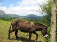 Equus asinus L., Asno, burro. BURRO Y EL BALERDI 3