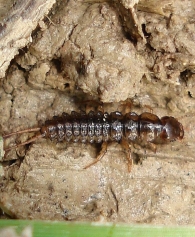 Nebria cf. brevicollis -larva- 4