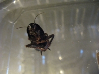 Blatta orientalis L., Cucaracha oriental o negra 3