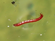 Chironomus sp.  -larva-