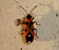 Horvathiolus syriacus