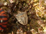 Ancyrosoma leucogrammes (albolineatum)