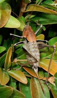 Thyreonotus corsicus -hembra-