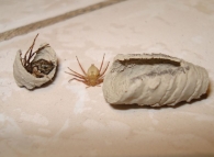 Sceliphron curvatum  -nido con despensa de arañas- 2