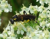 Macrophya montana -hembra- 3