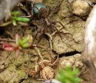 Pardosa amentata hembra frente a Xysticus cristatus.