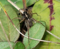 Pardosa hortensis -macho-