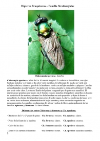 Chloromyia formosa