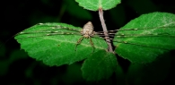Dicranopalpus ramosus