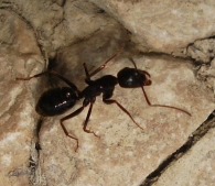 Camponotus cf. aethiops