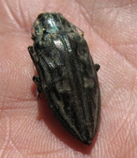 Chalcophora mariana (Linnaeus 1758). Escarabajo del pino. 4