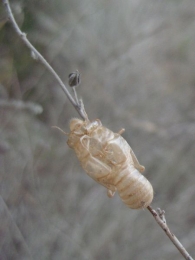Cicada orni L., Cigarra, Chicharra. Camisa ninfal