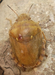 Eurygaster austriaca