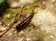 Staphylinidae -larva-