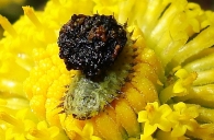 Cassida hyalina -larva-