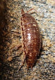 Chaetophiloscia sicula