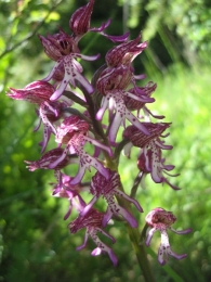 Orchis x angusticruris (Franch. ex Rouy 1912) = Híbrido de O.simia X O.purpurea 3