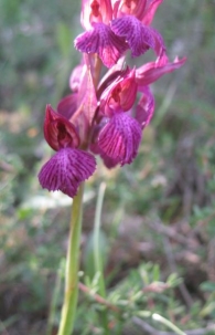 Orchis papilionácea x Orchis fragans