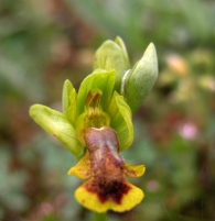 Ophrys lupercalis X Ophrys lutea