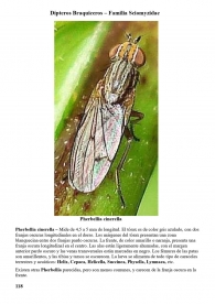 Pherbellia cinerella