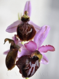 Ophrys aveyronensis P.Delforge