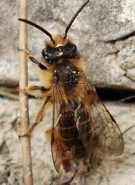 Andrena sp. -macho-
