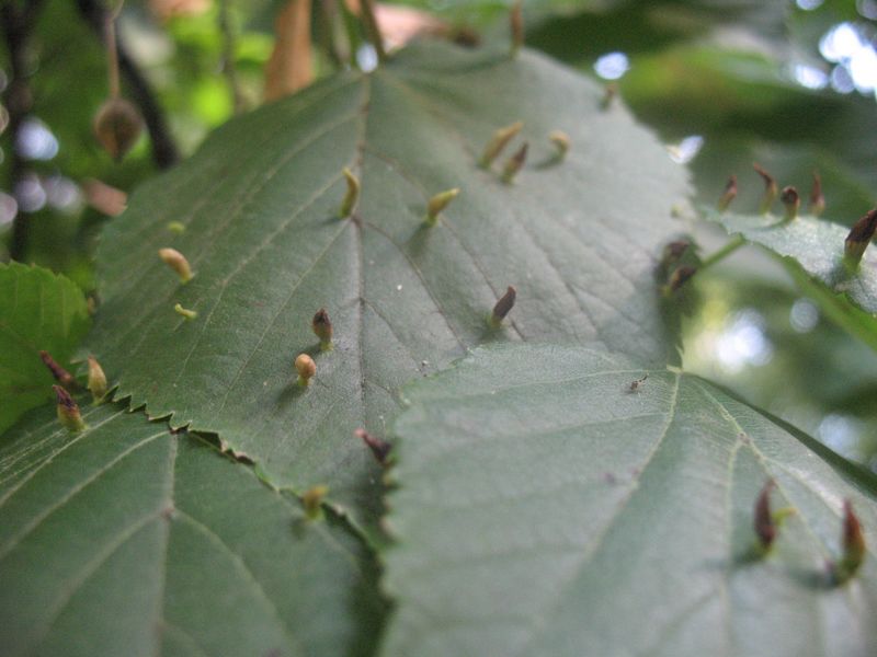 Agalla producida por el ácaro Eriophyes tiliae en Tilia platyphyllos Scop.