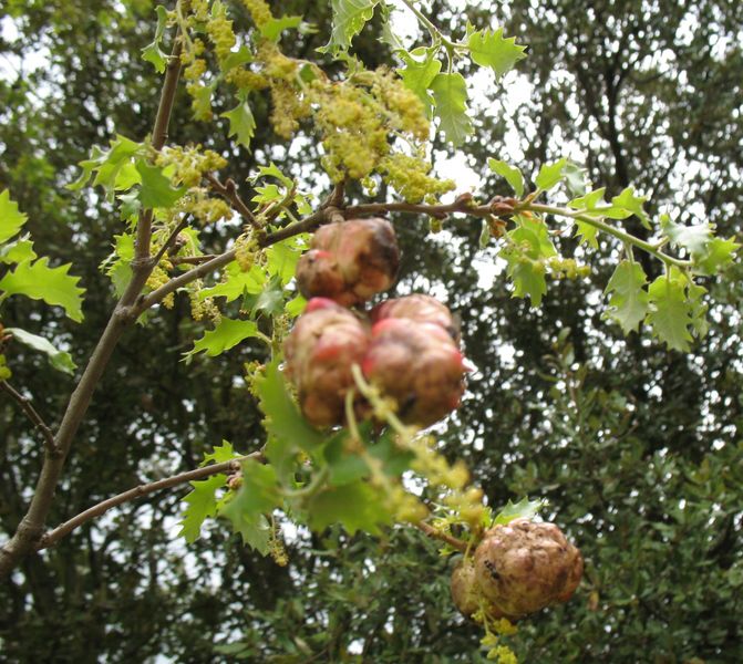 Agallas o Cecidios de Biorrhiza pallida en Quercus o roble 3