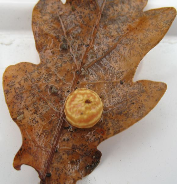 Cynips quercusfolii, avispa de las agallas del roble, Agalla cereza 2