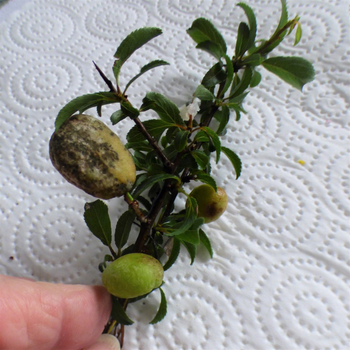 Agallas de Taphrina pruni (Tul. 1866) en Prunus spinosa.
