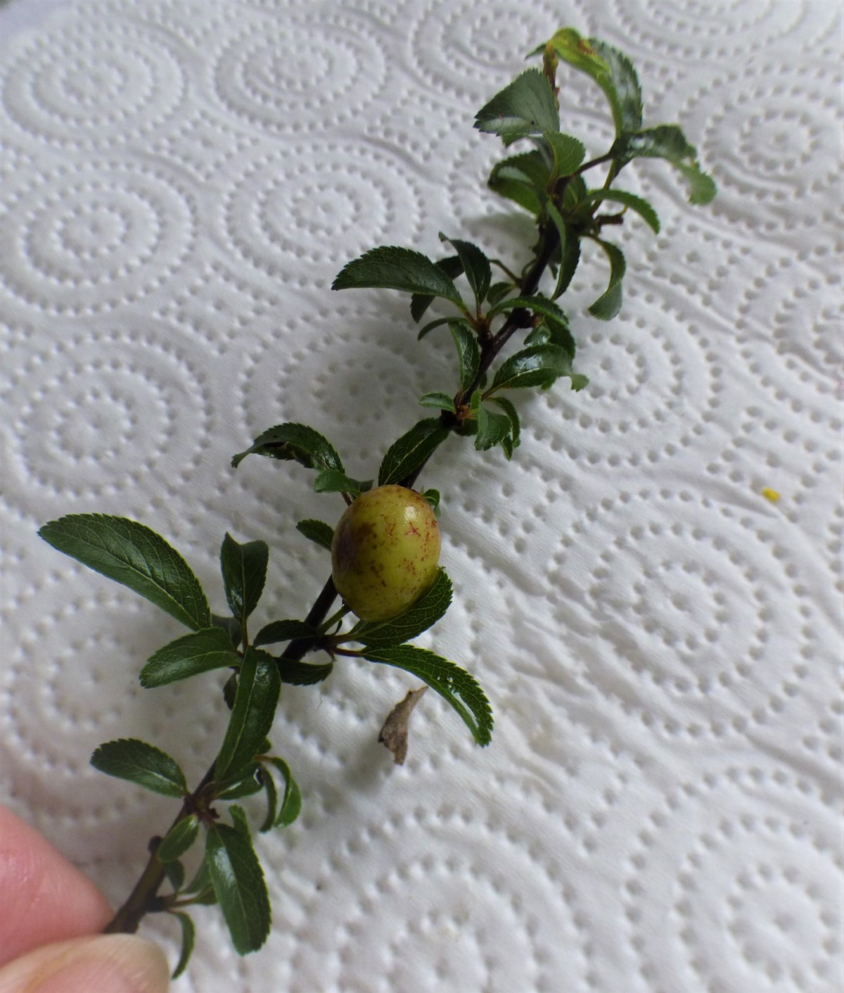 Agallas de Taphrina pruni (Tul. 1866) en Prunus spinosa. 2