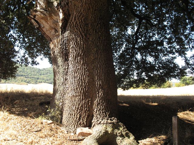MN N� 3. Quercus ilex L. subsp. ballota (Desf.) Samp., Encina de C�BREGA 2