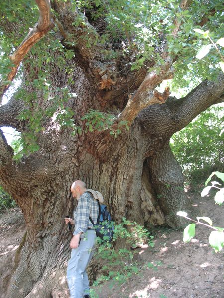 MN nº 6. Quercus faginea Lam., Quejigo de Rala. 2