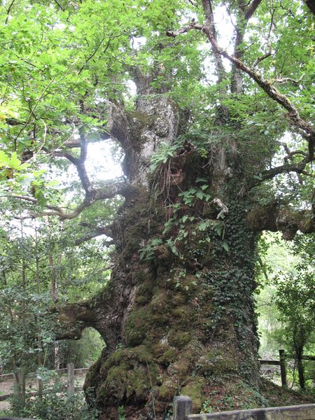 MN nº 8 Quercus robur L., Roble pedunculado.