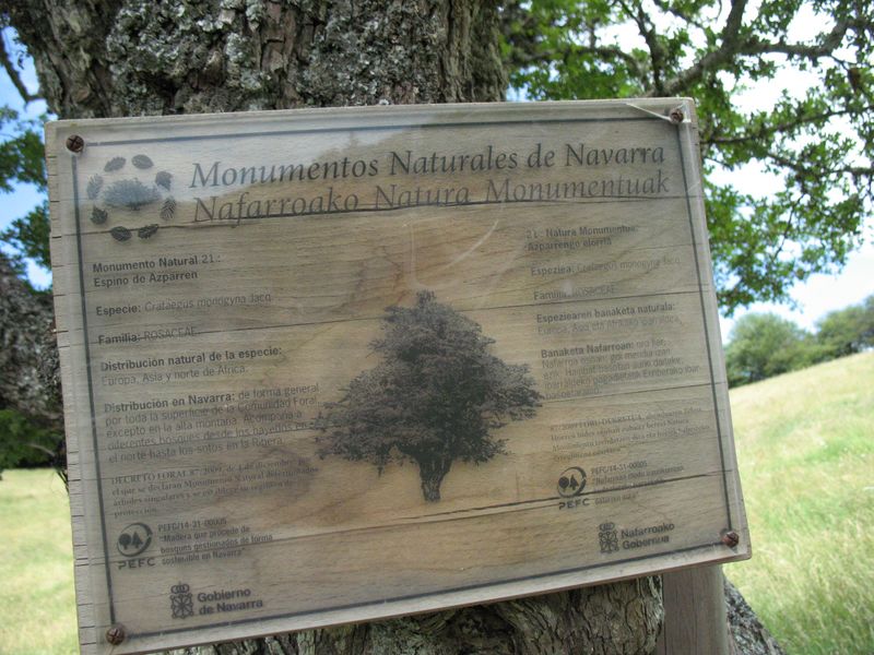 MN n� 21. Crataegus monogyna Jacq., Espino albar, Majuelo. Azparren 2