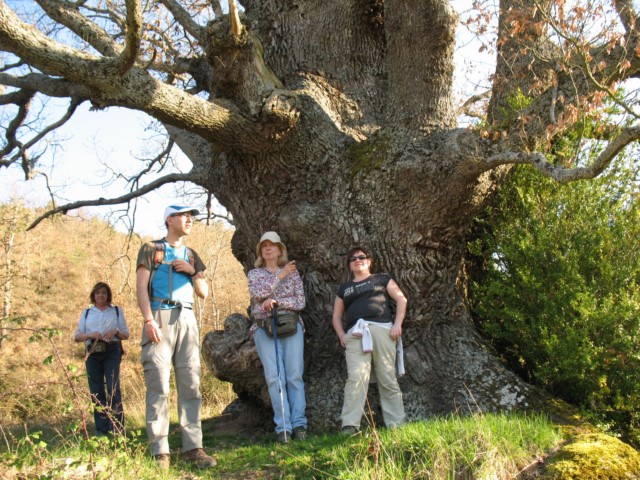 MN nº 35. Quercus humilis. Roble de San Francisco Javier. LIZARRAGA 3