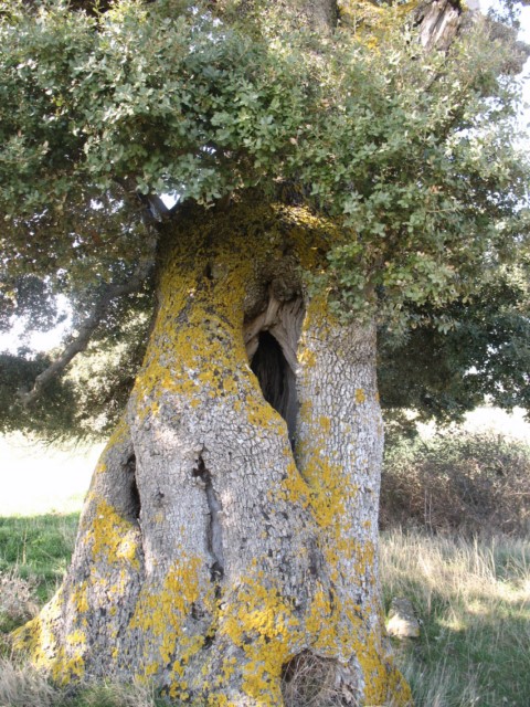 M.N. nº 44 Encinas de Olóriz. Quercus ilex subsp. ballota (Desf.) Samp. 8