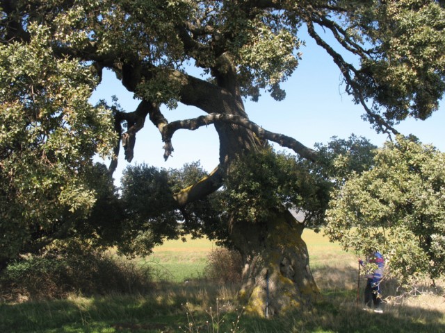 M.N. nº 44 Encinas de Olóriz. Quercus ilex subsp. ballota (Desf.) Samp. 5